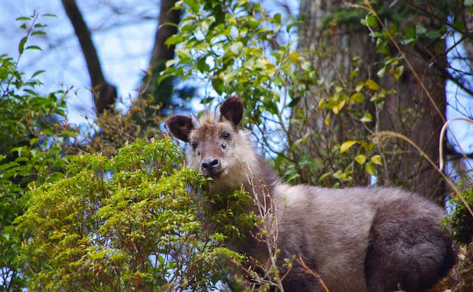 富士山に生息する野生動物・野鳥