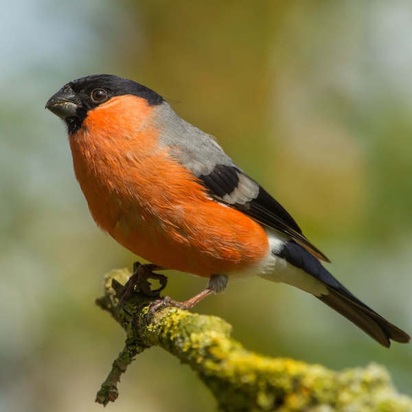 富士山に生息する野鳥