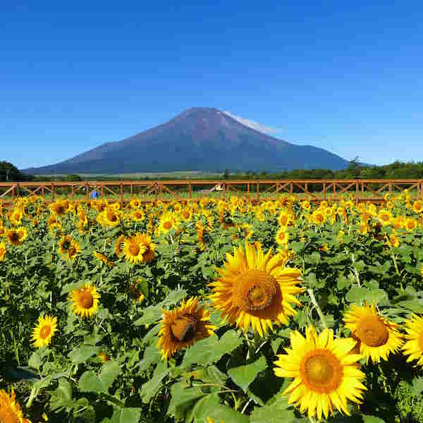 花の都公園