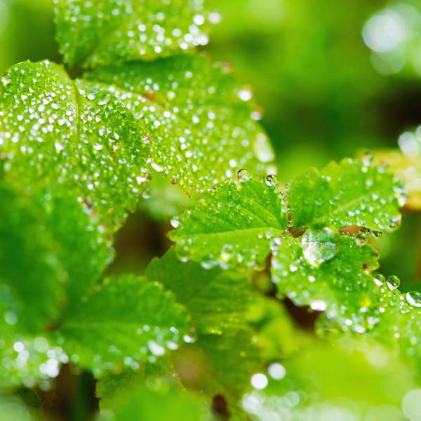 植物を使って飲料水を確保