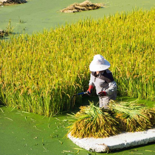 中国の水質汚染の現状